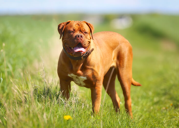 Bordeaux (puppy info, karakter) - Puppygroep.nl