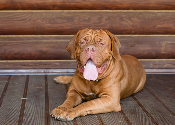 De bordeaux dog rasvereniging