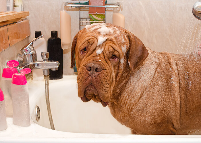 Goed verzorgde bordeaux dog