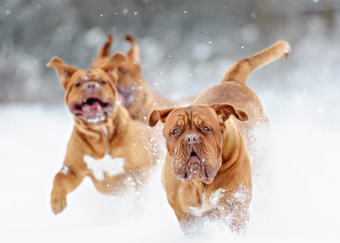 Rennende bordeaux dog