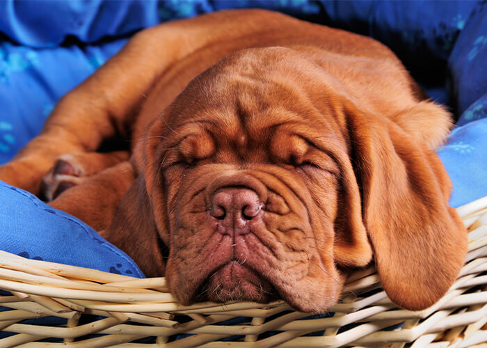 Twee verschillende uiterlijken van bordeaux dog