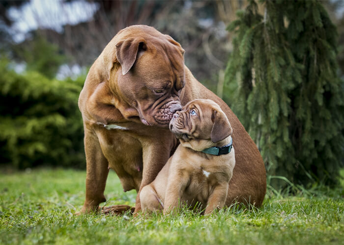 bordeaux dog volwassen hond en puppy hondenras