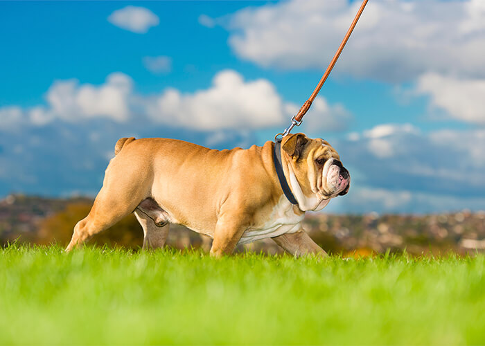 Rennende engelse bulldog