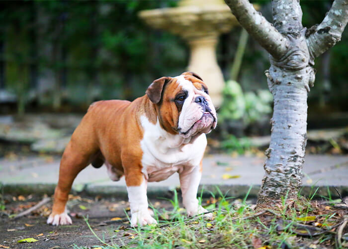 Actief karakter van de engelse bulldog