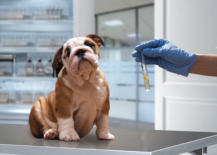 Goed verzorgde engelse bulldog