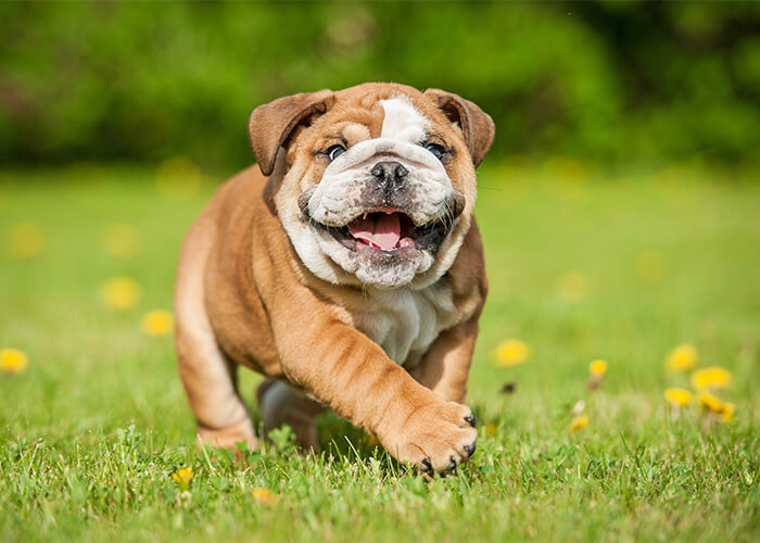 Twee verschillende uiterlijken van de engelse bulldog