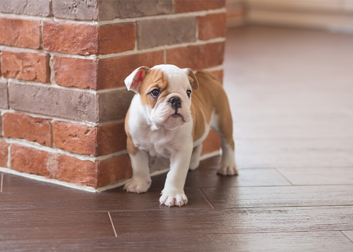 Wat kost een engelse bulldog puppy