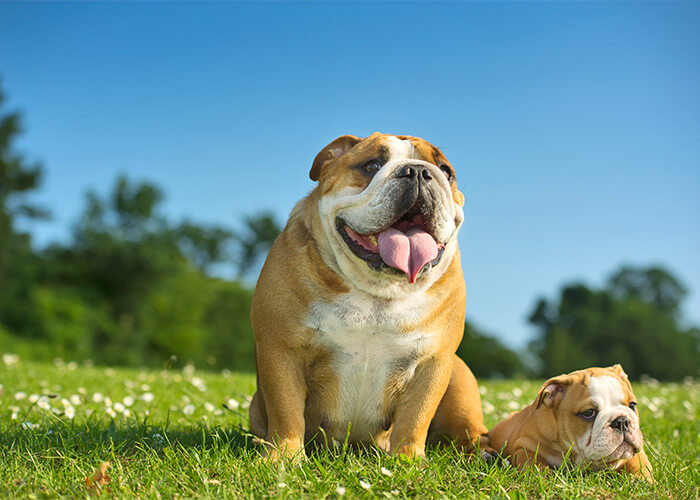 engelse bulldog