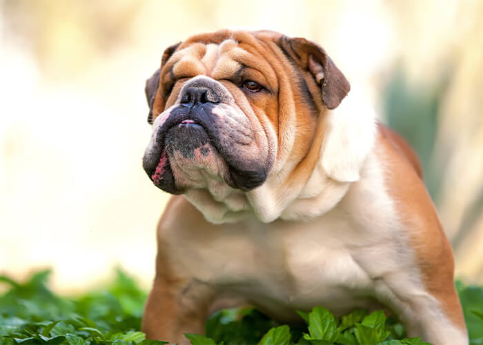 algemene informatie over de engelse bulldog