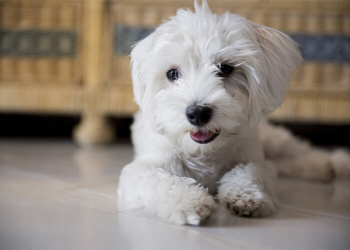 Wat kost een maltezer puppy