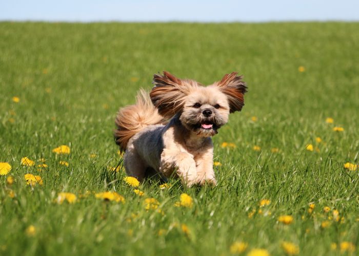lhasa apso hondenras