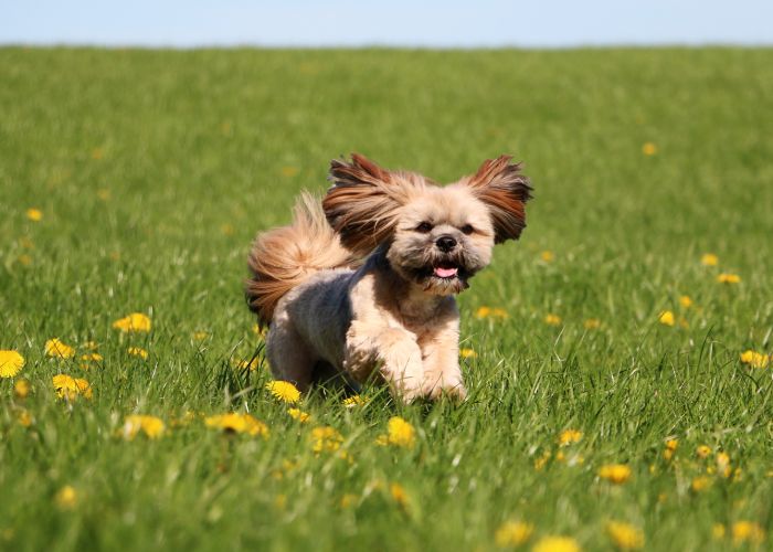 sigaar Ondeugd kern Hondenrassen (puppy info, geschiedenis, karakter) - Puppygroep.nl