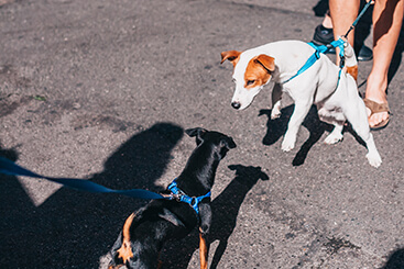 honden trekken naar elkaar toe