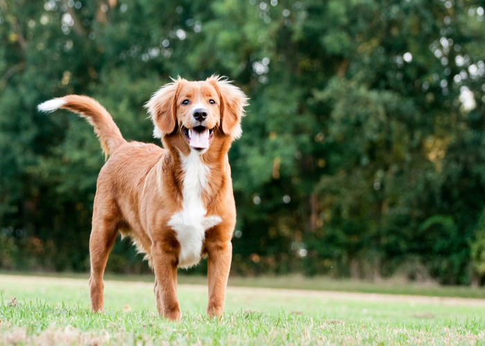 Actief karakter van de Nova Scotia duck tolling retriever