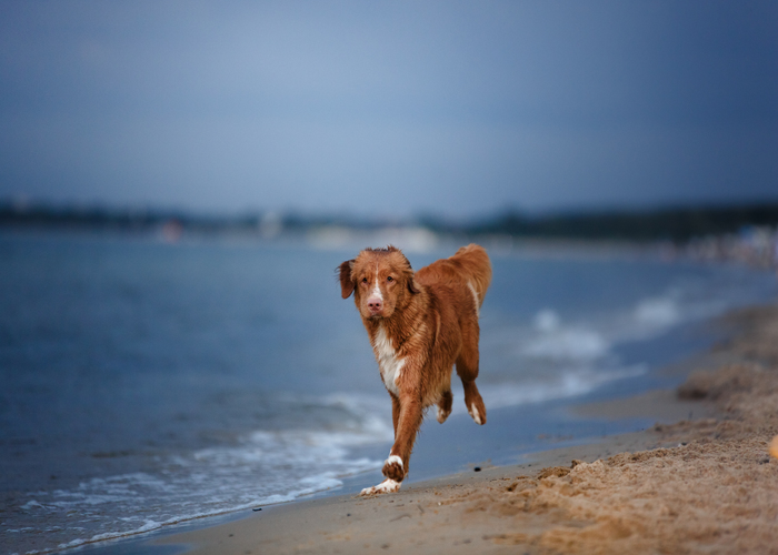 Rennende Nova Scotia duck tolling retriever