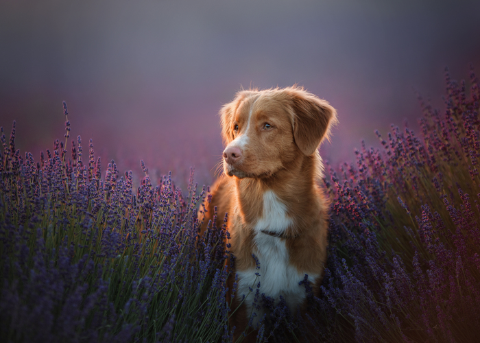 Nova Scotia duck tolling retriever introductie