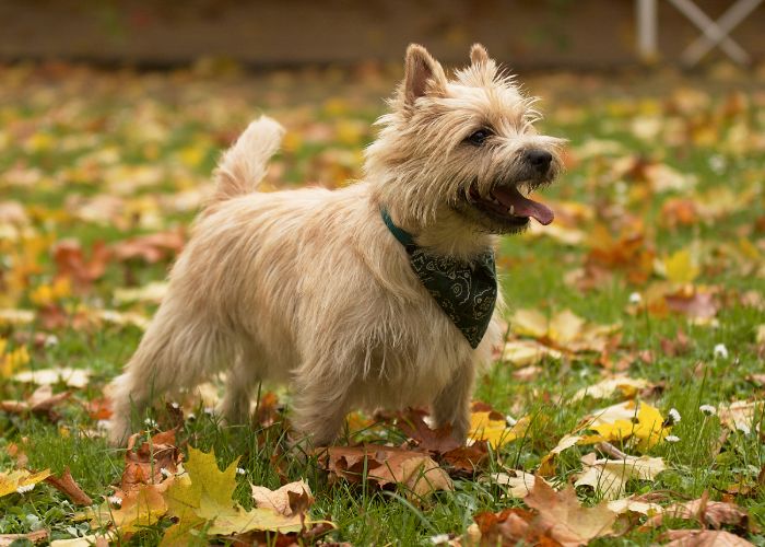 Cairn terrier (puppy info, geschiedenis, karakter) Puppygroep.nl