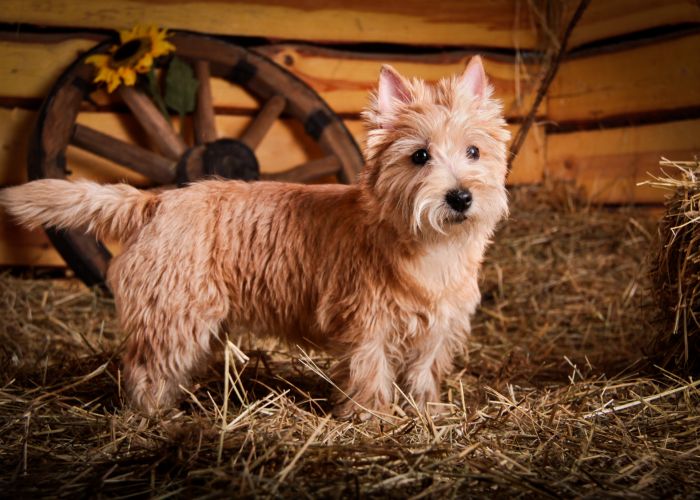 Actief karakter van de cairn terrier