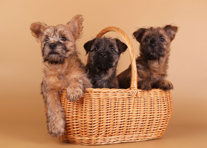 cairn terrier