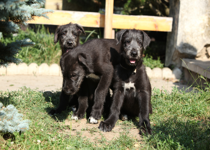 Het opvoeden van een Ierse wolfshond pup