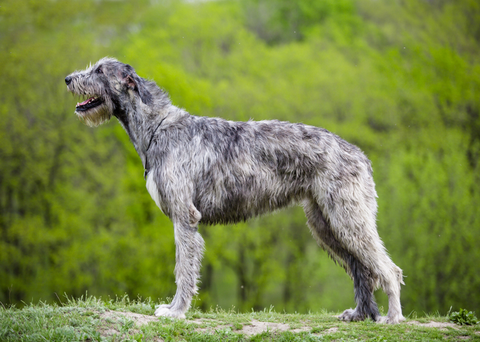 Twee verschillende uiterlijken van Ierse wolfshond