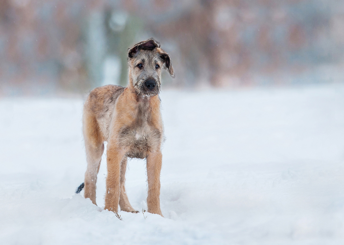 Ierse Wolfshond in de sneeuw