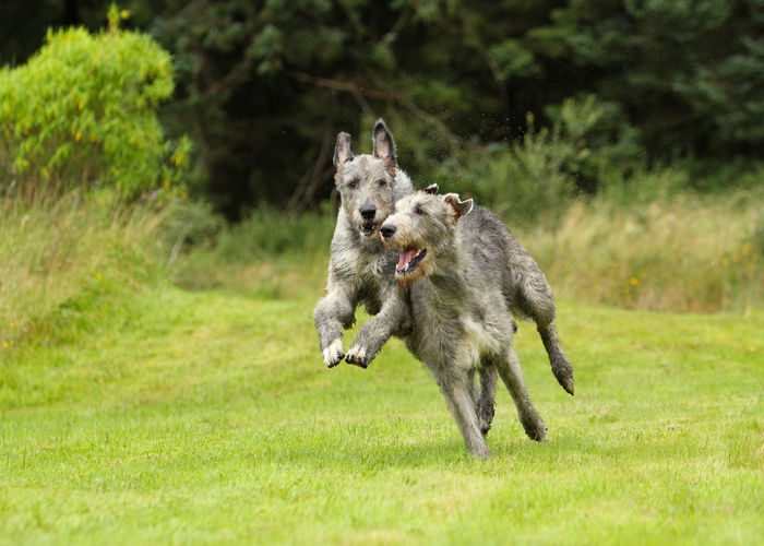 Rennende Ierse wolfshond