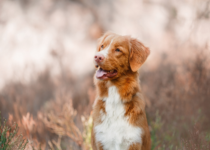 algemene informatie over de Nova Scotia duck tolling retriever