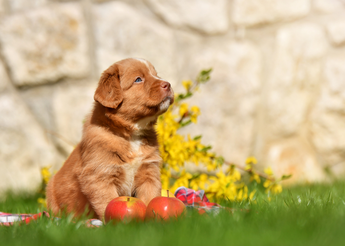 Wat kost een Nova Scotia duck tolling retriever puppy