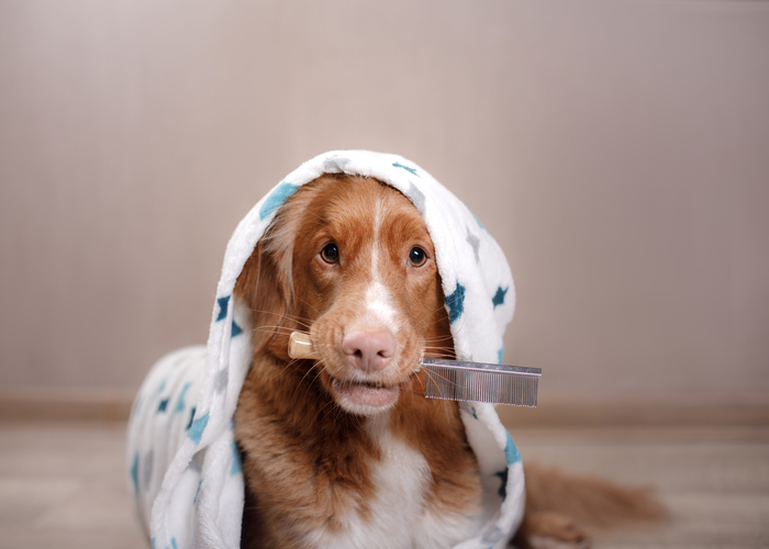 Goed verzorgde Nova Scotia duck tolling retriever