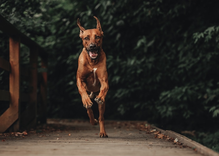 fysieke en mentale uitdagingen voor een Rhodesian ridgeback