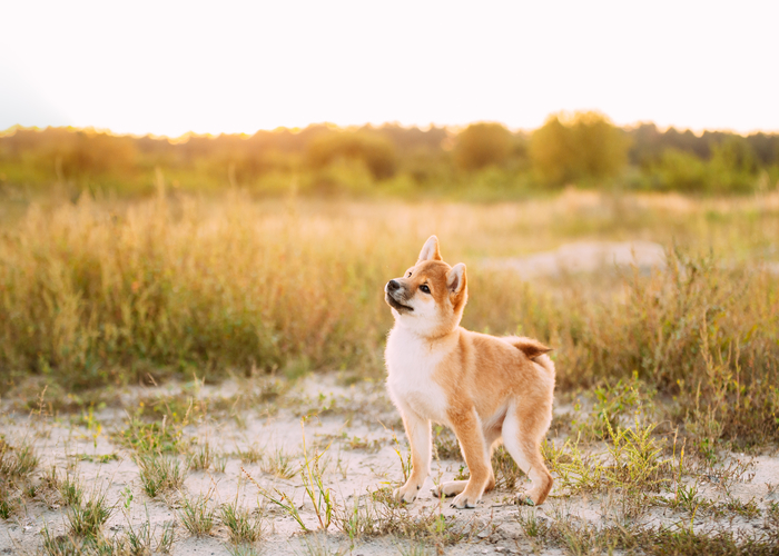 De border collie rasvereniging
