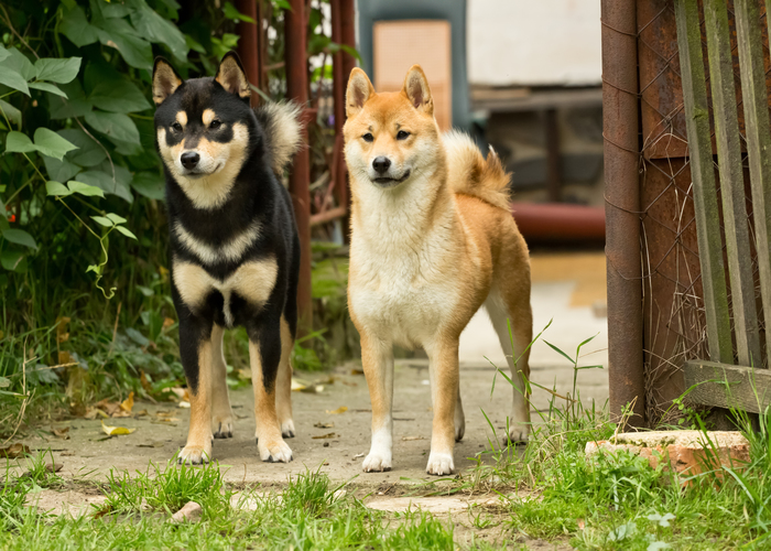 shiba introductie