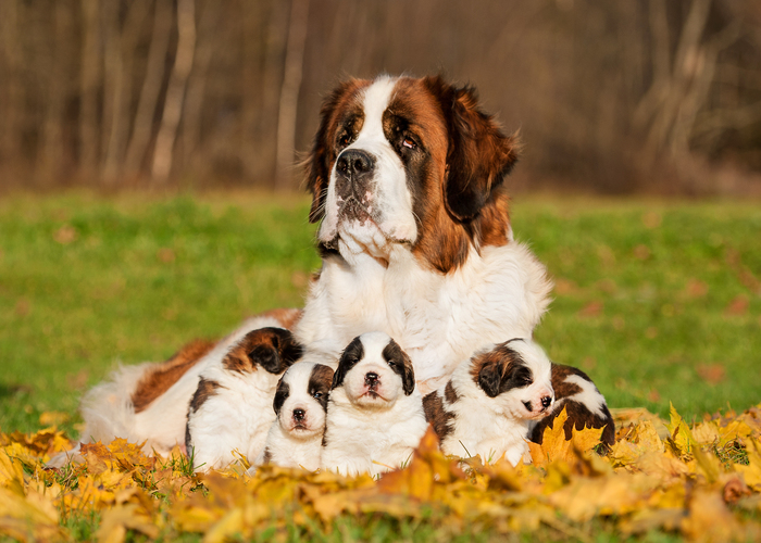 Wat kost een sint bernard puppy