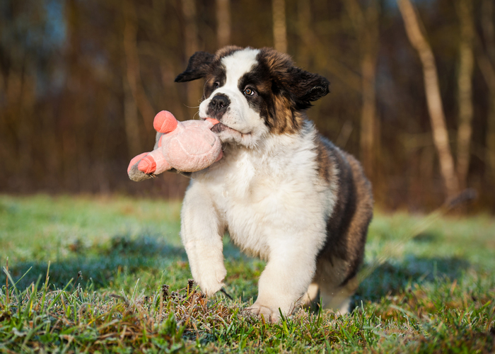Het opvoeden van een sint bernard pup
