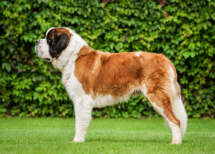 Citroen Dag oud Sint Bernard (puppy info, geschiedenis, karakter) - Puppygroep.nl