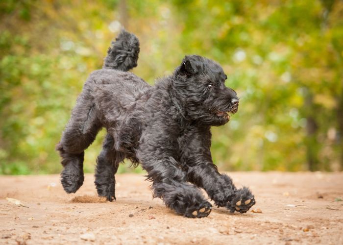 Actief karakter van de bouvier des flandres