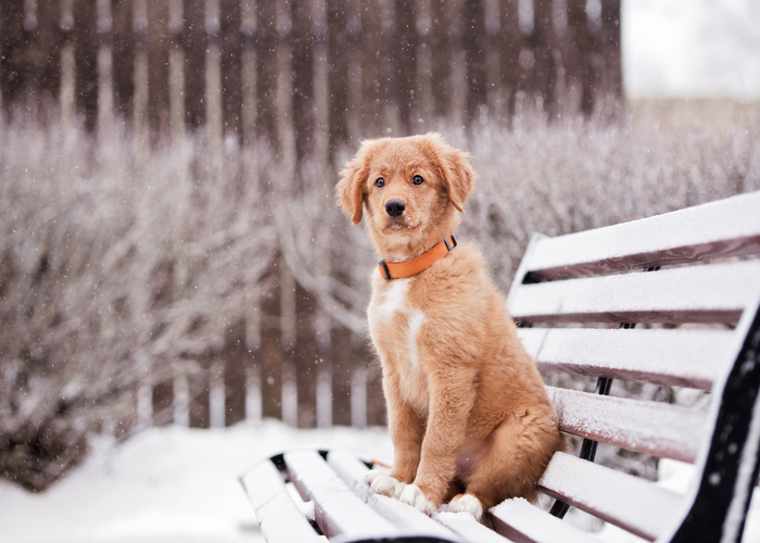 bruine Nova Scotia duck tolling retriever
