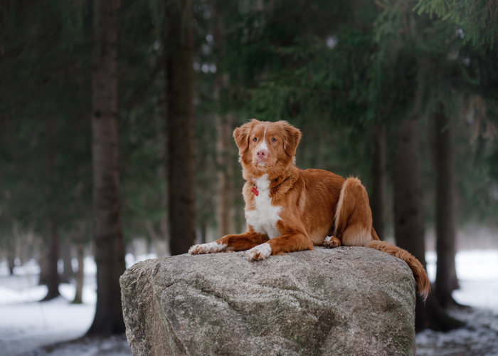 De Nova Scotia duck tolling retriever rasvereniging
