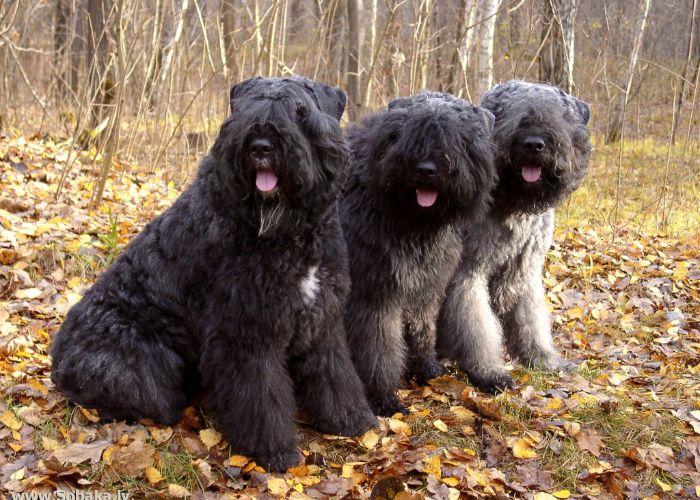 De bouvier des flandres rasvereniging