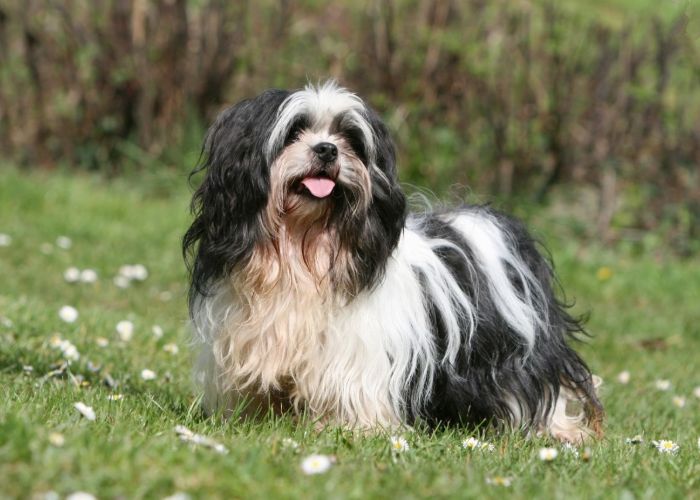 algemene informatie over de lhasas apso