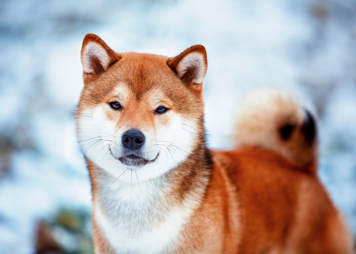 algemene informatie over de shiba
