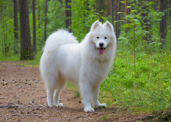 Samojeed (puppy info, geschiedenis, karakter) - Puppygroep.nl