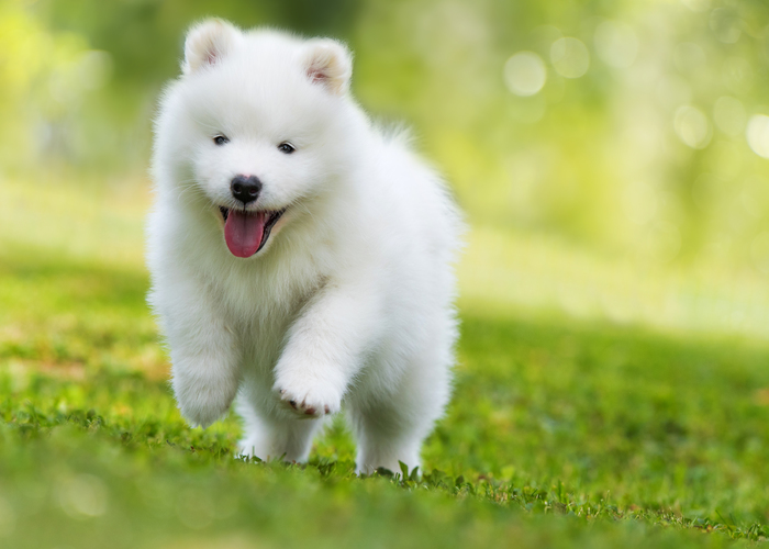 Het opvoeden van een samojeed pup