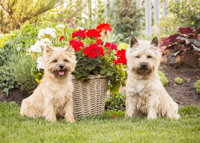 Twee verschillende uiterlijken van cairn terrier