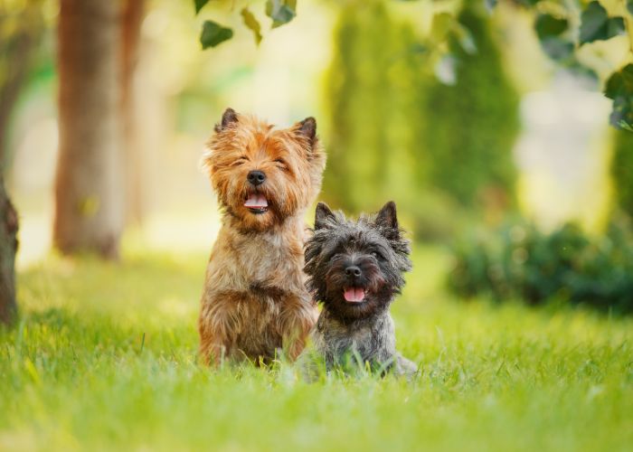 De cairn terrier rasvereniging