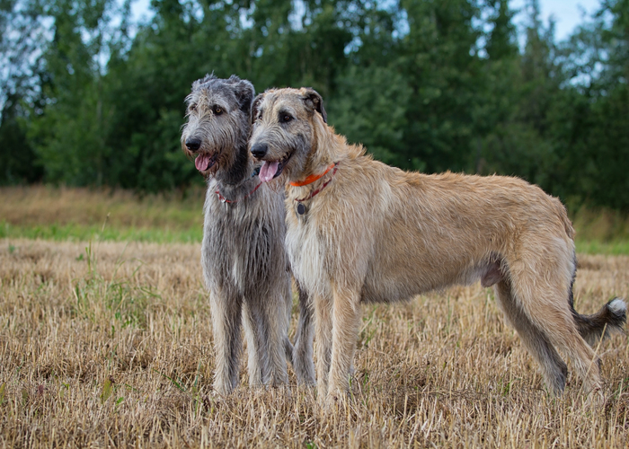 De Ierse wolfshond rasvereniging