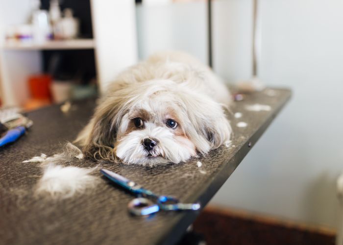 Goed verzorgde lhasa apso