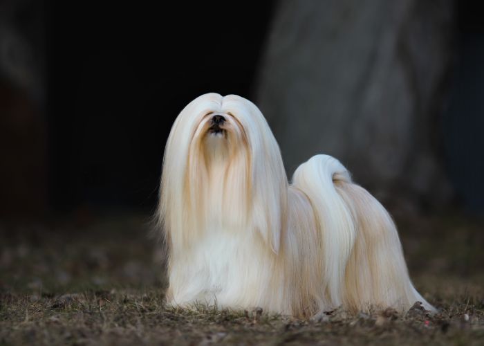 Wat kost een lhasa apso puppy