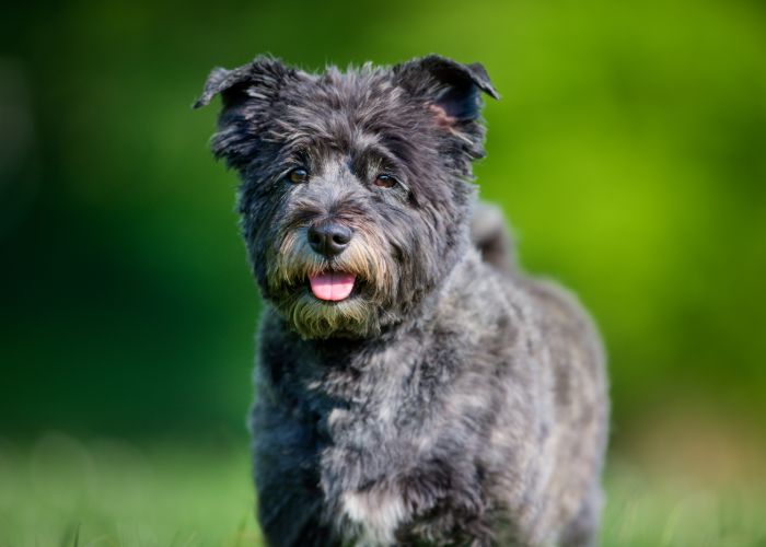 algemene informatie over de cairn terrier